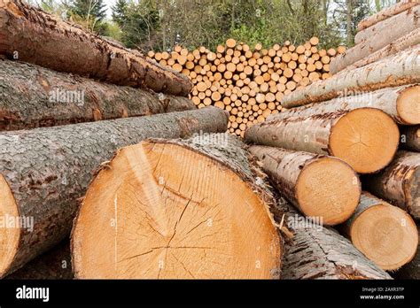 Germany Baden Wuerttemberg Welzheim Wood Wood Storage Of Trunk Wood