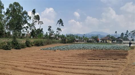 Fokus Perbanyak Benih Kentang Di Cikajang Penuhi Kebutuhan Petani