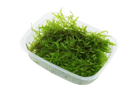 Vesicularia Montagne Christmas Moss Online Aquarium Plants Uk