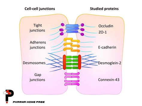 Cell junctions – PharmaHomePage