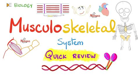 Review Of Musculoskeletal System Bones Muscles Biology Lecture