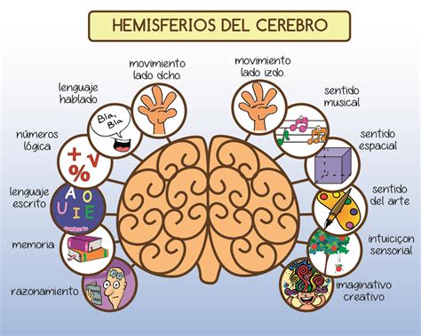 Información sobre el hemisferio izquierdo y derecho del cerebro