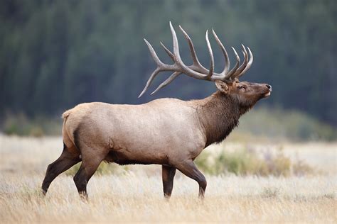 Incredible Bull Elk Intently Watching Herd Get The Details Flickr