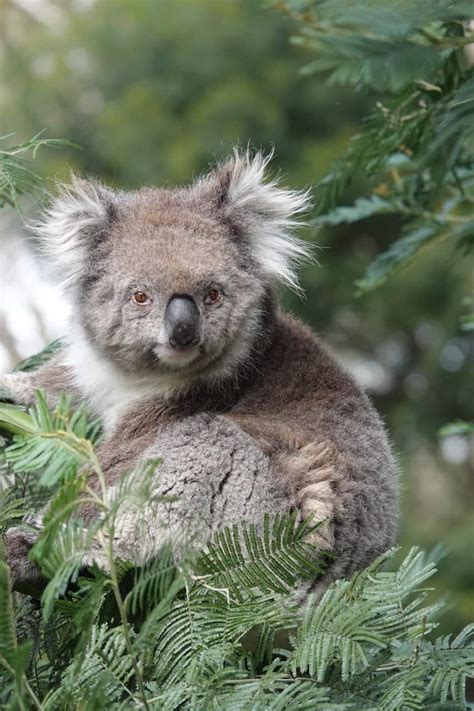 Koala Conservation Reserve Greiner Mu