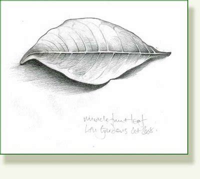 Leaf Pencil Drawing at GetDrawings | Free download