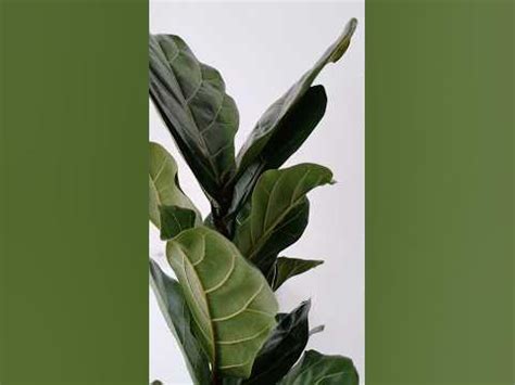 фікус лірата знайшла сюрприз...#кімнатнірослини #plant#українськийютуб ...