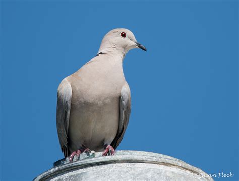 African Collared Dove