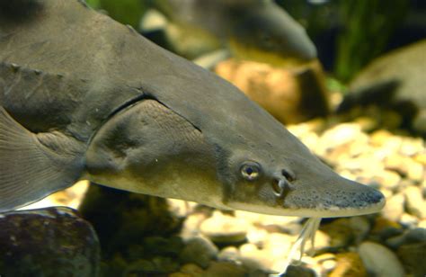 The Ancient And Storied Lake Sturgeon Great Lakes Fisheries Heritage