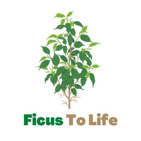 Ficus Burgundy Grow And Care Guide Ficus To Life