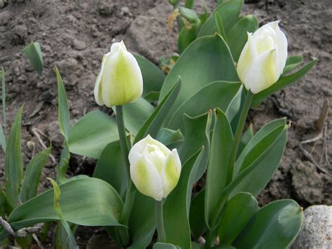 Тюльпан Spring Green