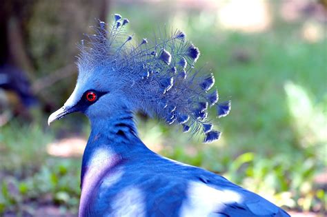 Southern Crowned Pigeon Drawings