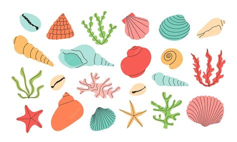 premium vector set  colorful vector hand draw seashells starfishes