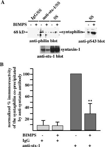 In Vivo Pka Phosphorylation Of Syntaphilin Inhibits Its Interaction