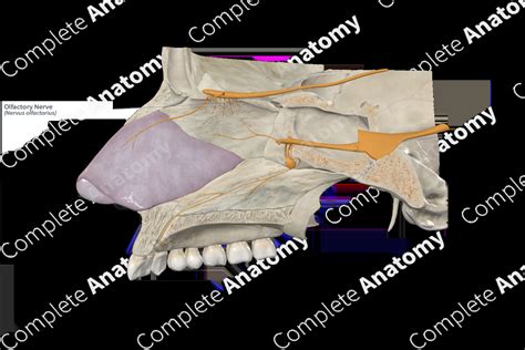 Olfactory Nerve | Complete Anatomy