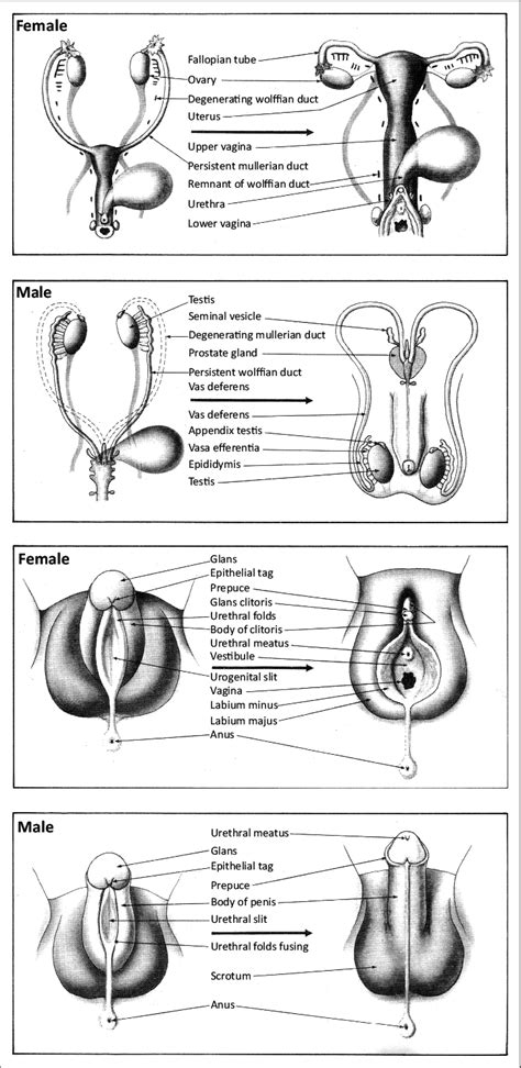 46xy Differences Of Sexual Development Endotext Ncbi 51 Off