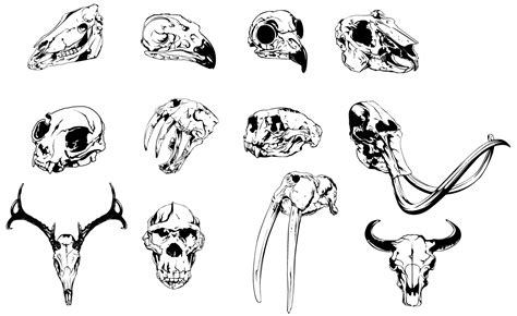 Animal Skulls Vector Pack