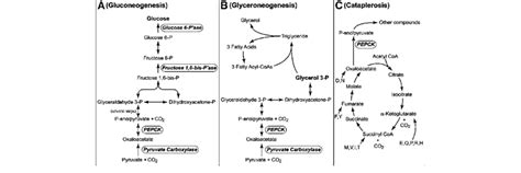 Pathways Involving Pepcks A Gluconeogenesis From Pyruvate Requires