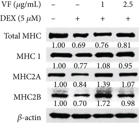 VF Prevents DEX Induced Myotube Atrophy In C2C12 Cells A