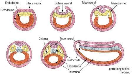 Neurula O E Organog Nse Embriologia Biologia Enem