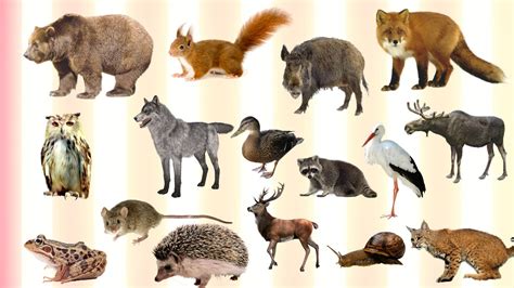 Forest Animals Names List