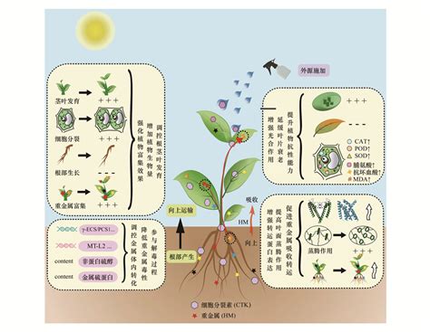 重金属污染土壤植物修复中细胞分裂素的作用与机制