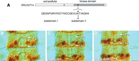 In Vivo Axon Switching Ability Of Drl And Drlk A In The Cns Of