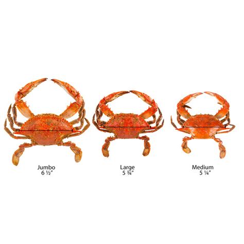 Linton S Medium Seasoned Steamed Jumbo Maryland Blue Crabs Case