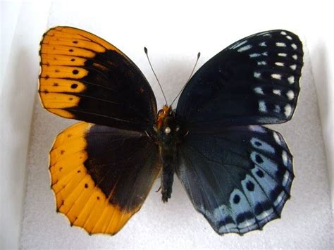 The Endless Airshow - Bilateral gynandromorphism in butterflies. The...