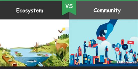Difference Between Ecosystem and Community – Bio Differences