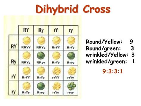 Example Of Monohybrid Cross And Dihybrid Cross