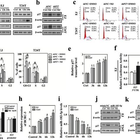 Schematic Diagram Indicates The BCRC 3 Regulating Pathway In BC Cells