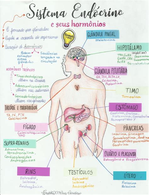 Fisiologia Sistema Endócrino