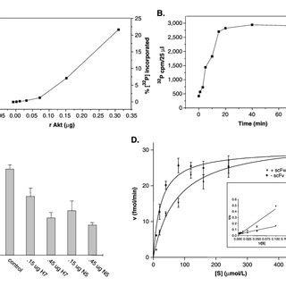 Akt kinase assay and inhibitor screening. A , Akt in vitro kinase ...