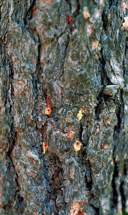 Mountain Pine Beetles Mauget