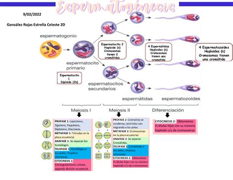 Espermatog Nesis Y Ovog Nesis Esquemas