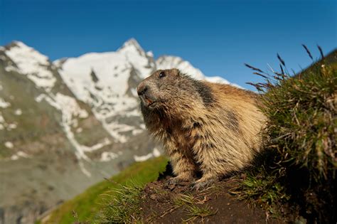 The Alpine Marmot The Photographers