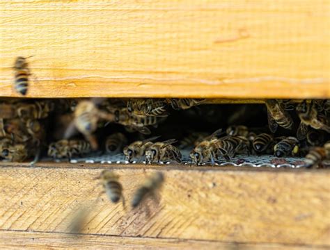 Gros Plan D Abeilles Volantes Ruche En Bois Et Abeilles Photo Premium