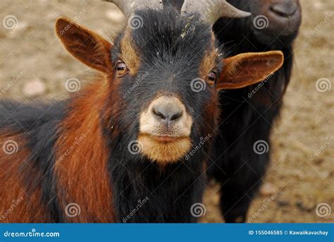 The Cameroon Goat Or African Pygmy Goat Is A Breed Of Miniature