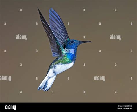 Male White Necked Jacobin Hummingbird Hovering Stock Photo Alamy