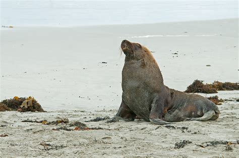 Wildlife Watching On Kangaroo Island In South Australia