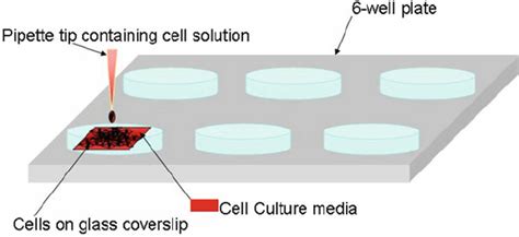 Illustration Represents The Seeding Of Cells On A Coverslip In A Well