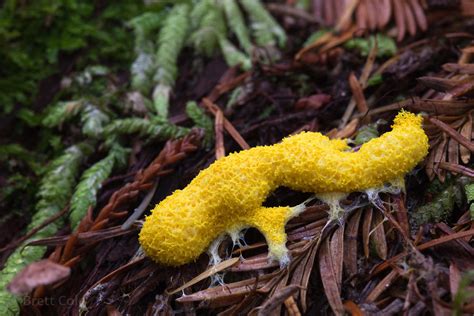 Brett Cole Photography Yellow Slime Mold Physarum Polycephalum In Jedidiah Smith State Park