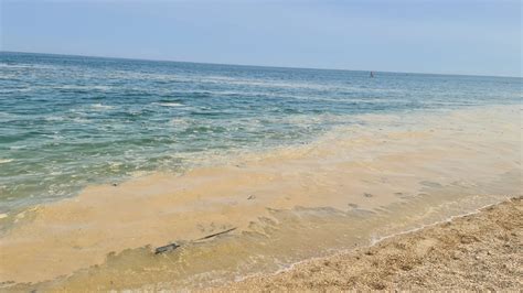 Mucillagini Nell Adriatico La Biologa Marina Un Fenomeno Naturale