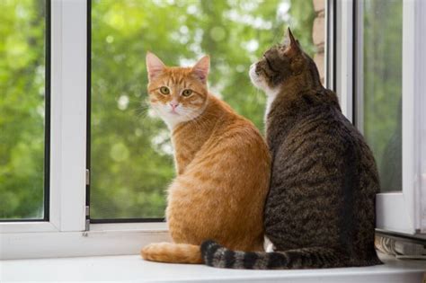 Feline Body Language Cat Tail Posture Meaning Pawversity