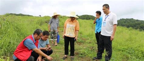 高田镇：在促进农业产业结构调整中贡献人大力量种植山苍子发展