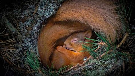 Bing HD Wallpaper Mar 24, 2022: Red squirrel - Bing Wallpaper Gallery