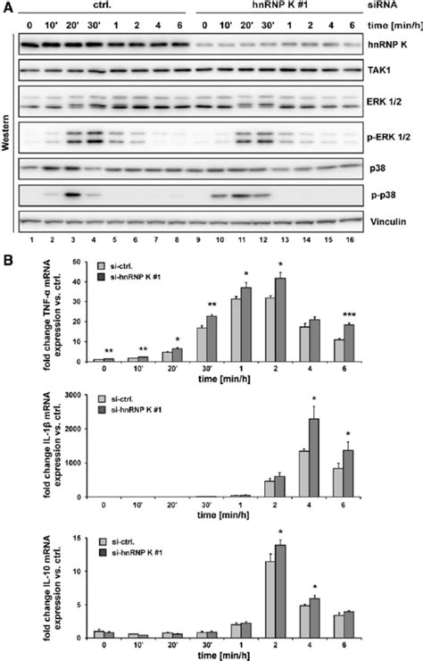 Lps Treatment Of Hnrnp K Depleted Raw Cells Led To Elevated Tak