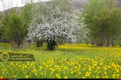 تصاویر از طبیعت زیبای بهاری کامل مولیزی