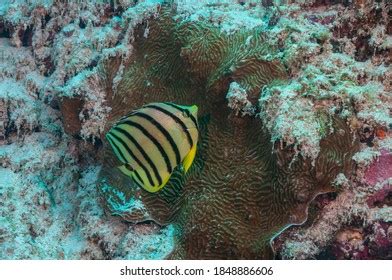 28 Chaetodon Octofasciatus Royalty Free Photos And Stock Images