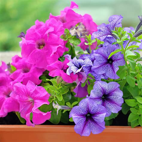 Greenhouse Plants | Strader's Garden Centers